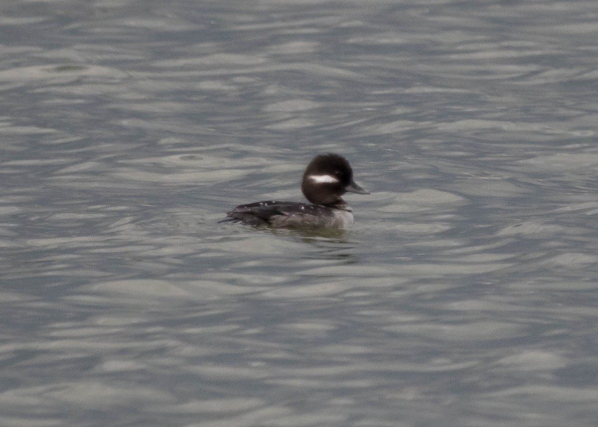 Bufflehead - ML420990441