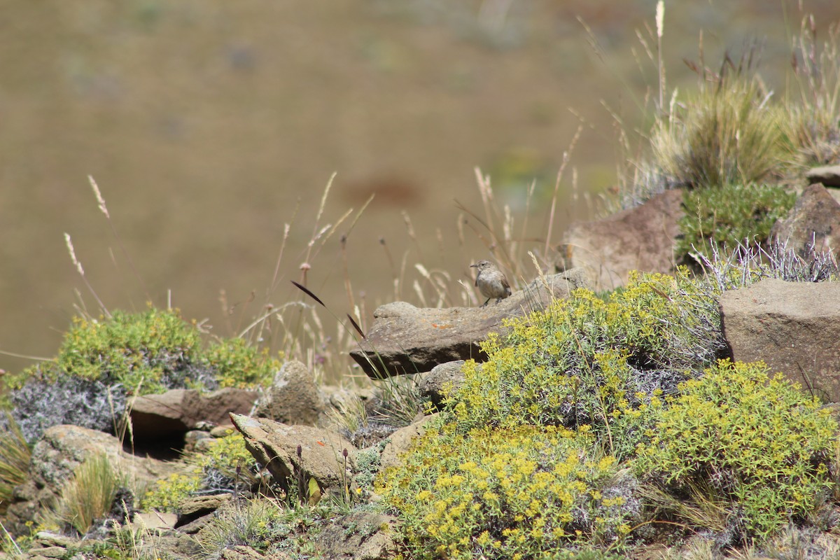 Rufous-banded Miner - José Ignacio Catalán Ruiz