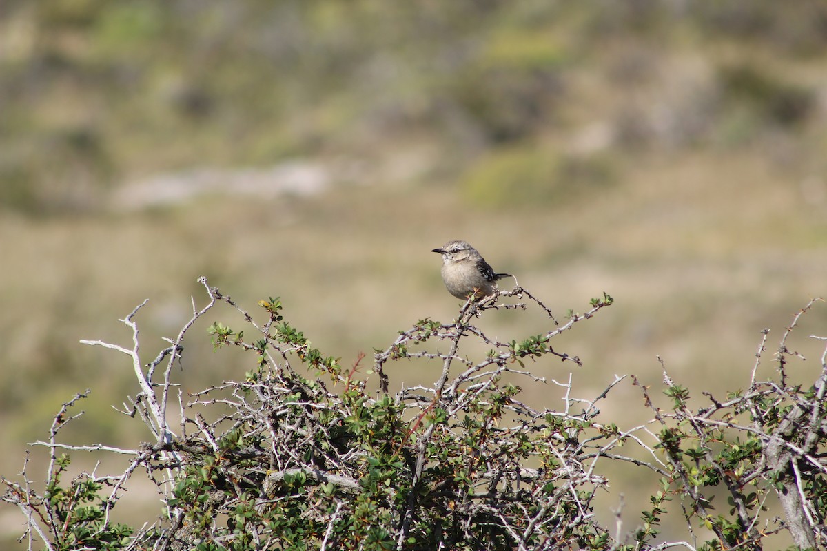 Patagonian Mockingbird - ML420991251