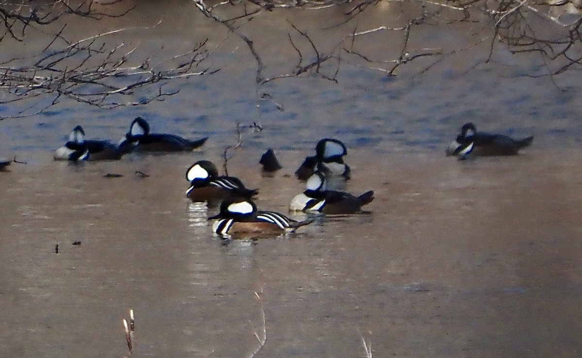 Hooded Merganser - ML420991731