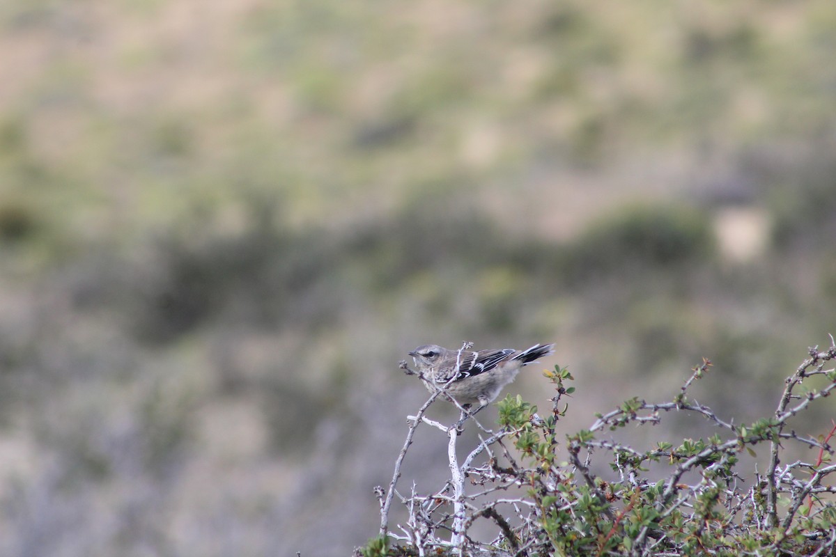 Patagonian Mockingbird - ML420992021