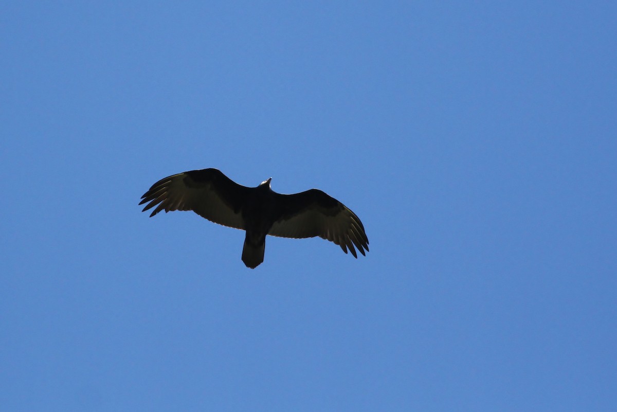 Turkey Vulture - Alex Lamoreaux