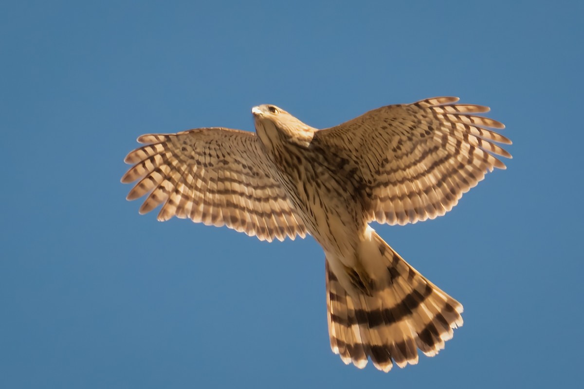 Cooper's Hawk - ML420994461