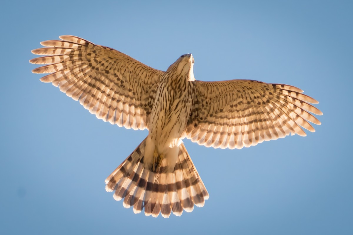 Cooper's Hawk - ML420994471