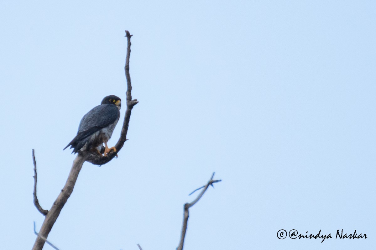 Peregrine Falcon - ML42099471