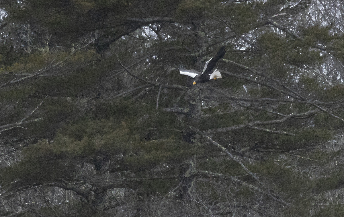 Steller's Sea-Eagle - ML420995201