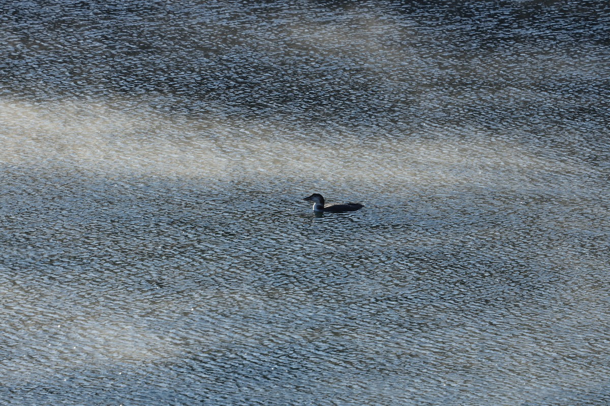 Common Loon - ML420995631