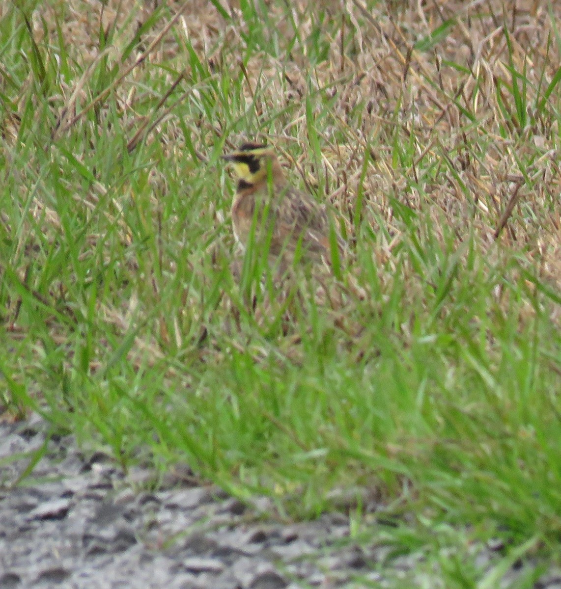 Horned Lark - ML420995741