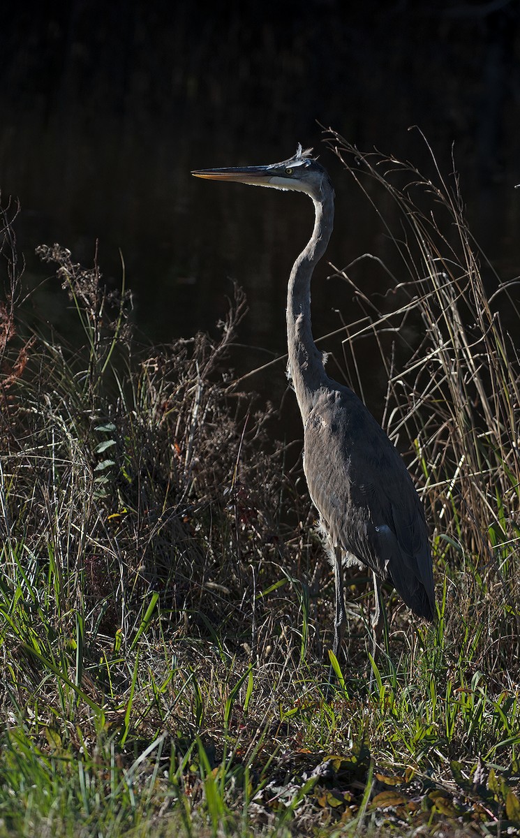 Garza Azulada - ML420998601