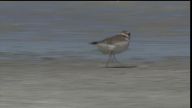Piping Plover - ML420999