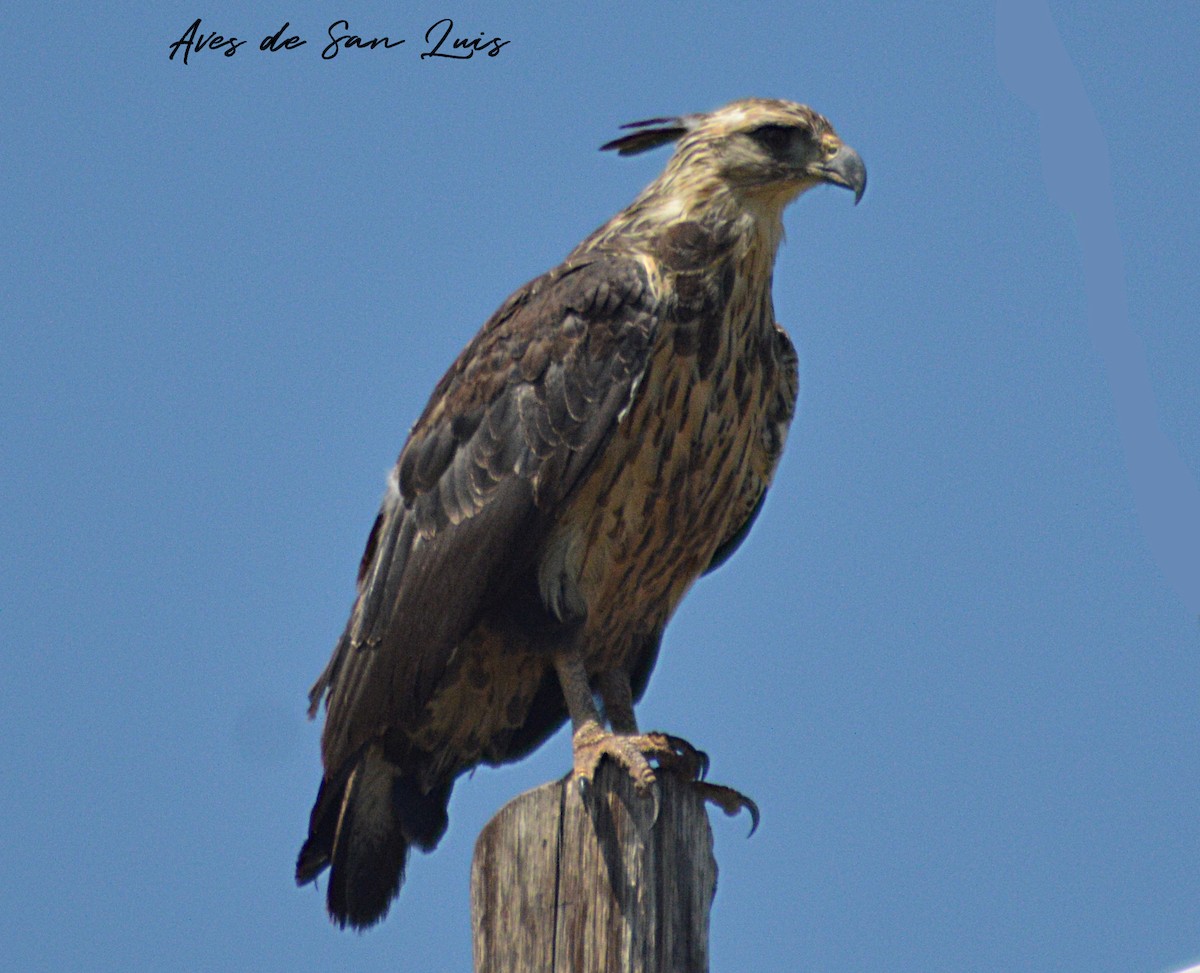 Chaco Eagle - Luciano Perotti