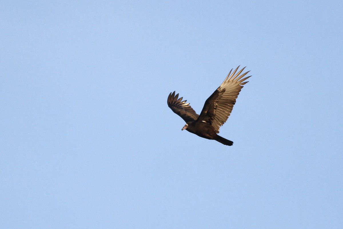 Turkey Vulture - Alex Lamoreaux