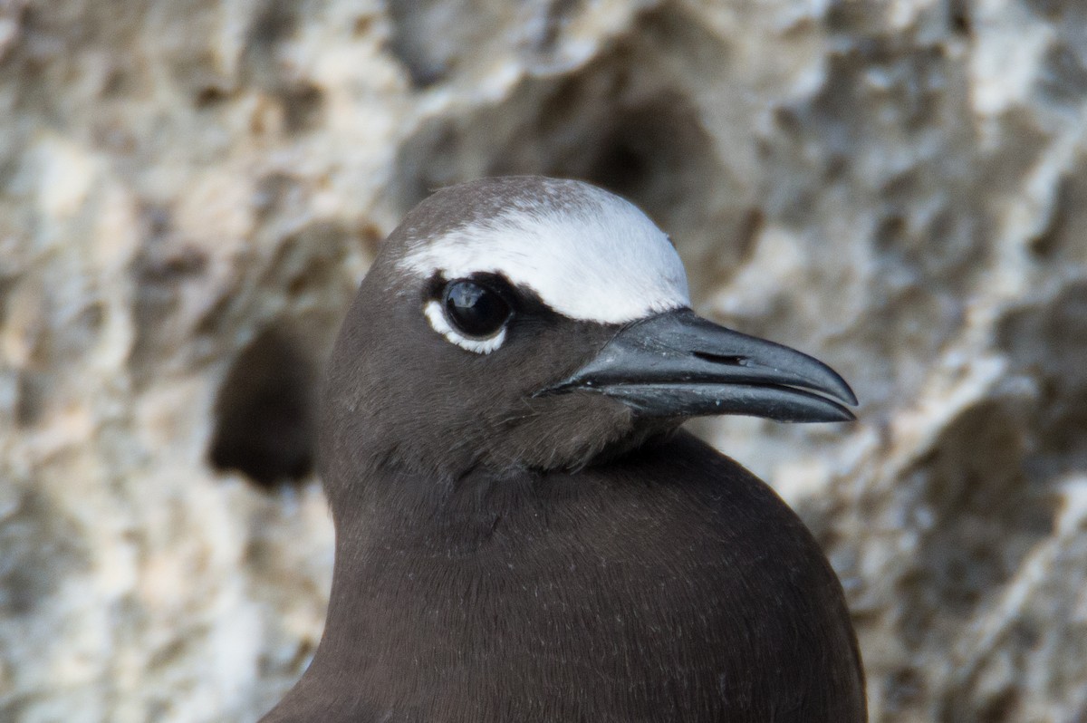 Brown Noddy - ML421000911