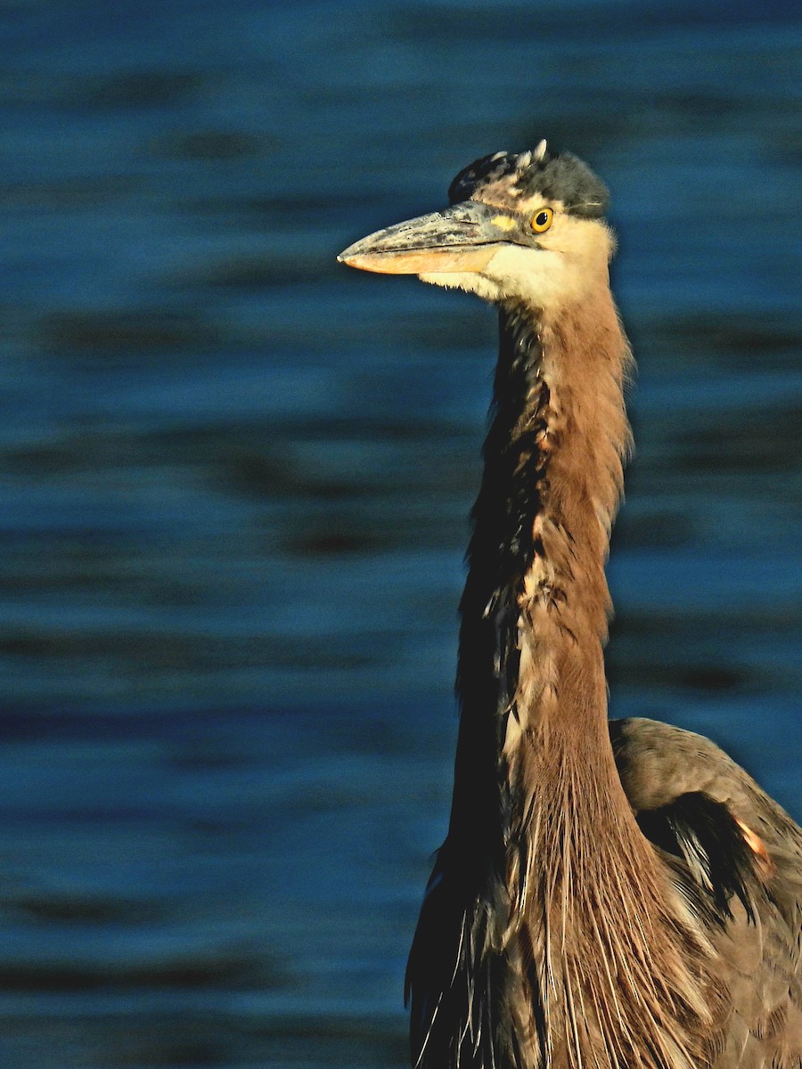 Great Blue Heron - ML421000921