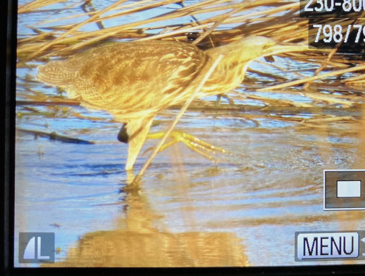 American Bittern - ML421001241