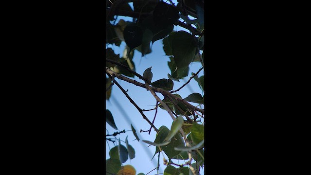 Yellow-browed Warbler - ML421001491