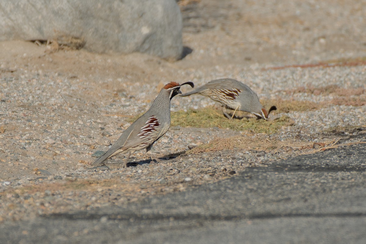 Gambel's Quail - ML421002011