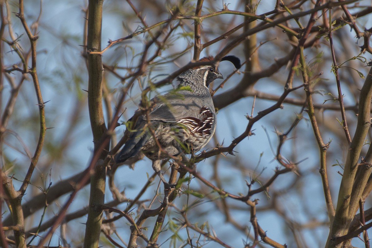 Gambel's Quail - ML421002111