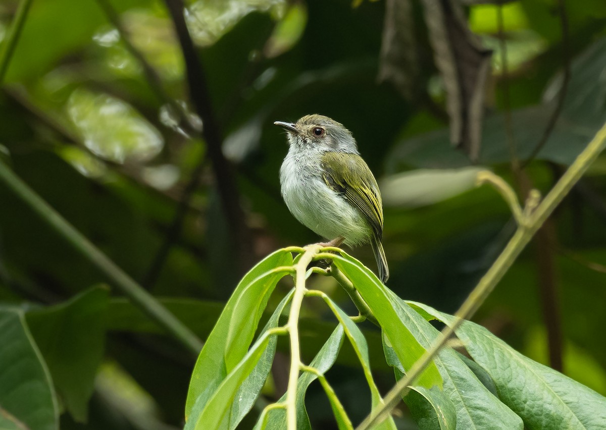 White-bellied Pygmy-Tyrant - ML421002711