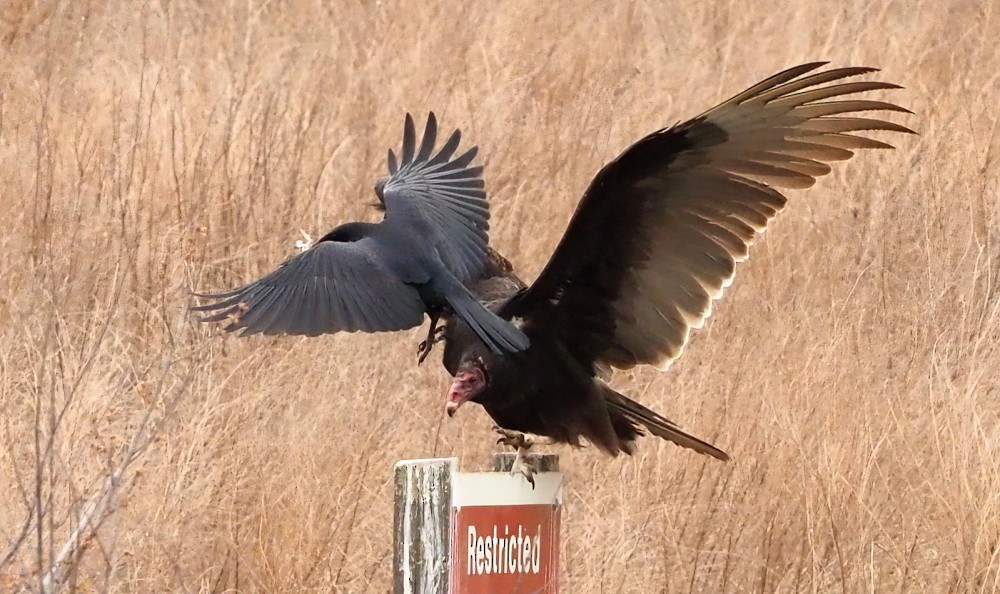 American Crow - ML421002861