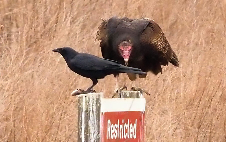 American Crow - ML421002871