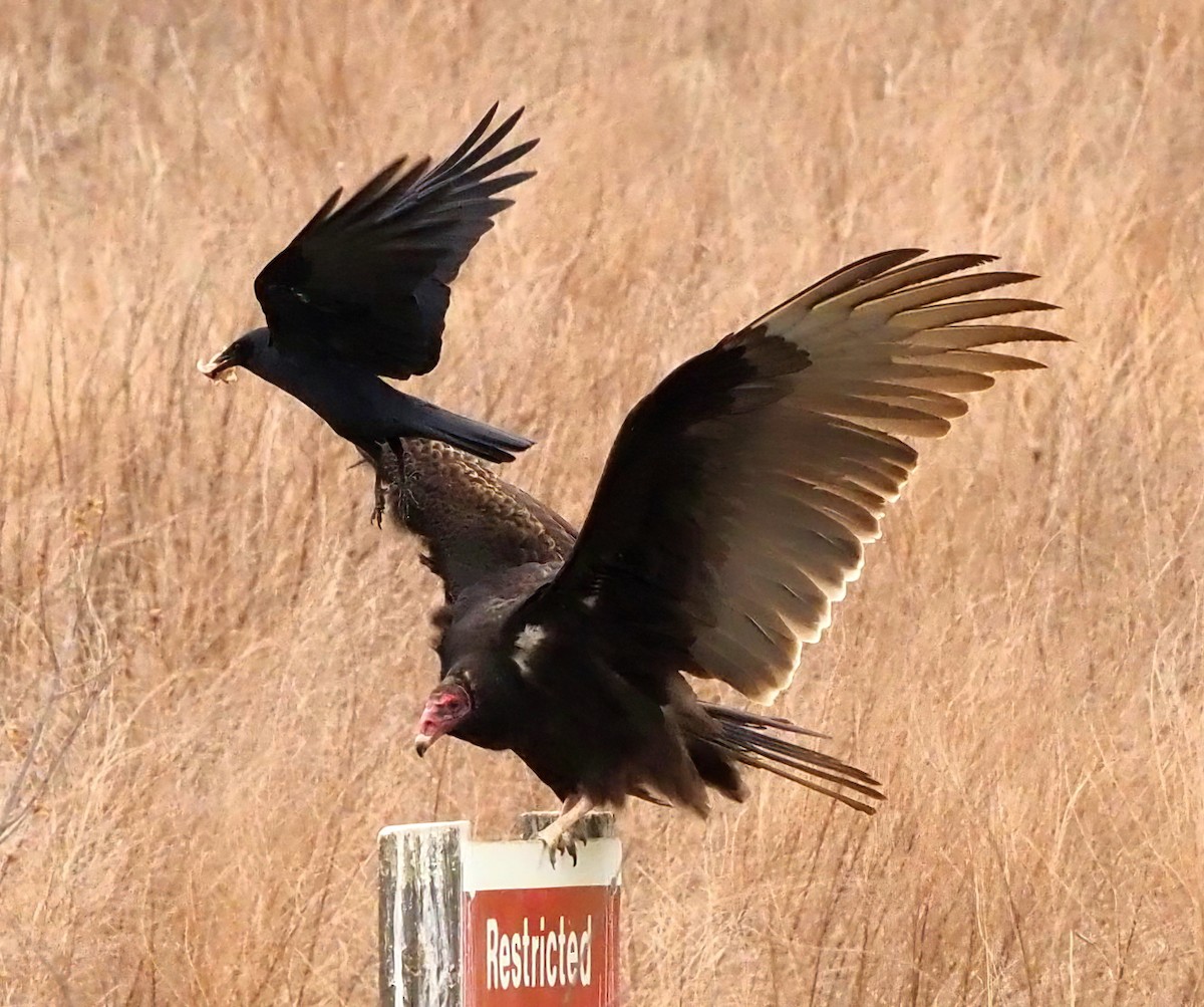 Turkey Vulture - ML421003001