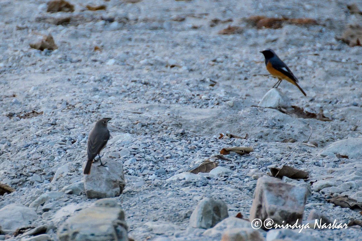 Hodgson's Redstart - Anindya Naskar