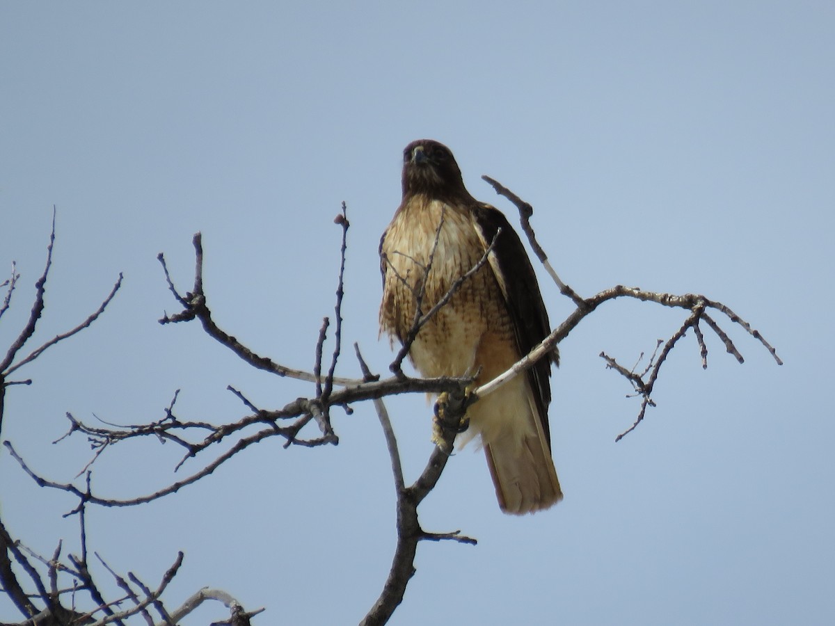 Red-tailed Hawk - ML421004971