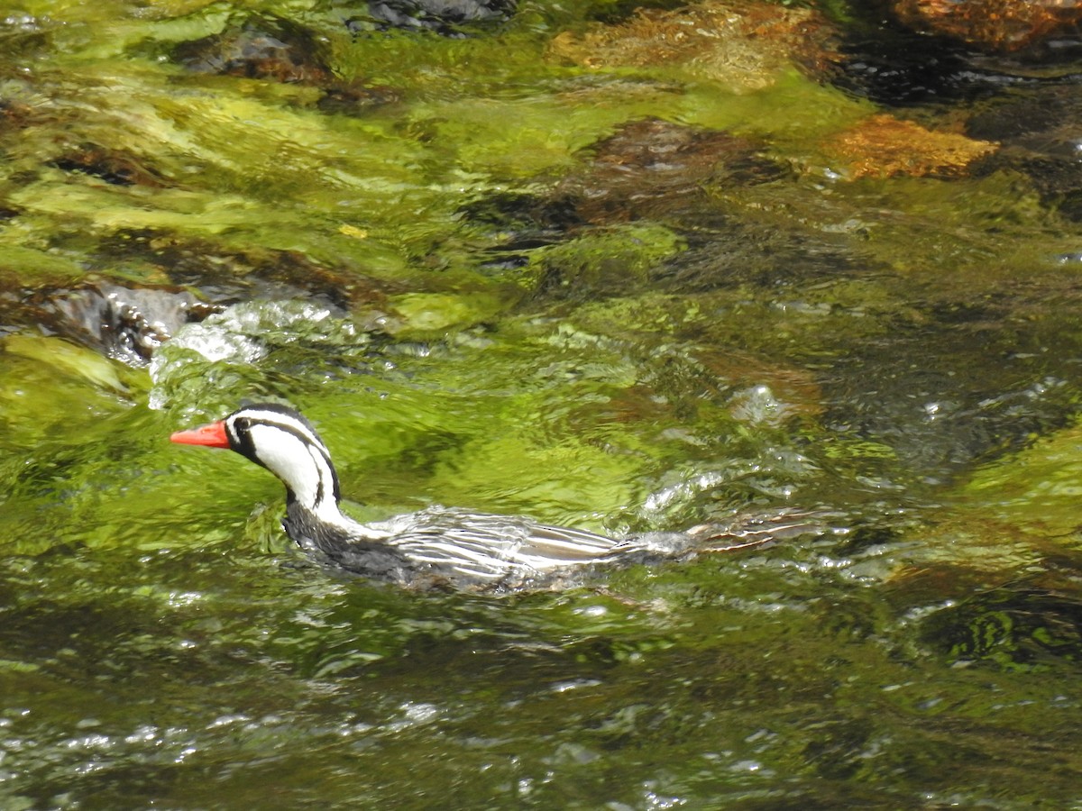 Torrent Duck - ML421007841