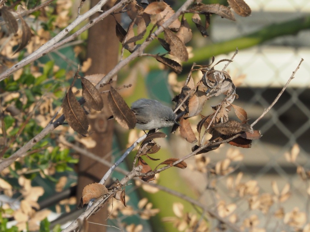 Blue-gray Gnatcatcher (obscura Group) - ML421007901