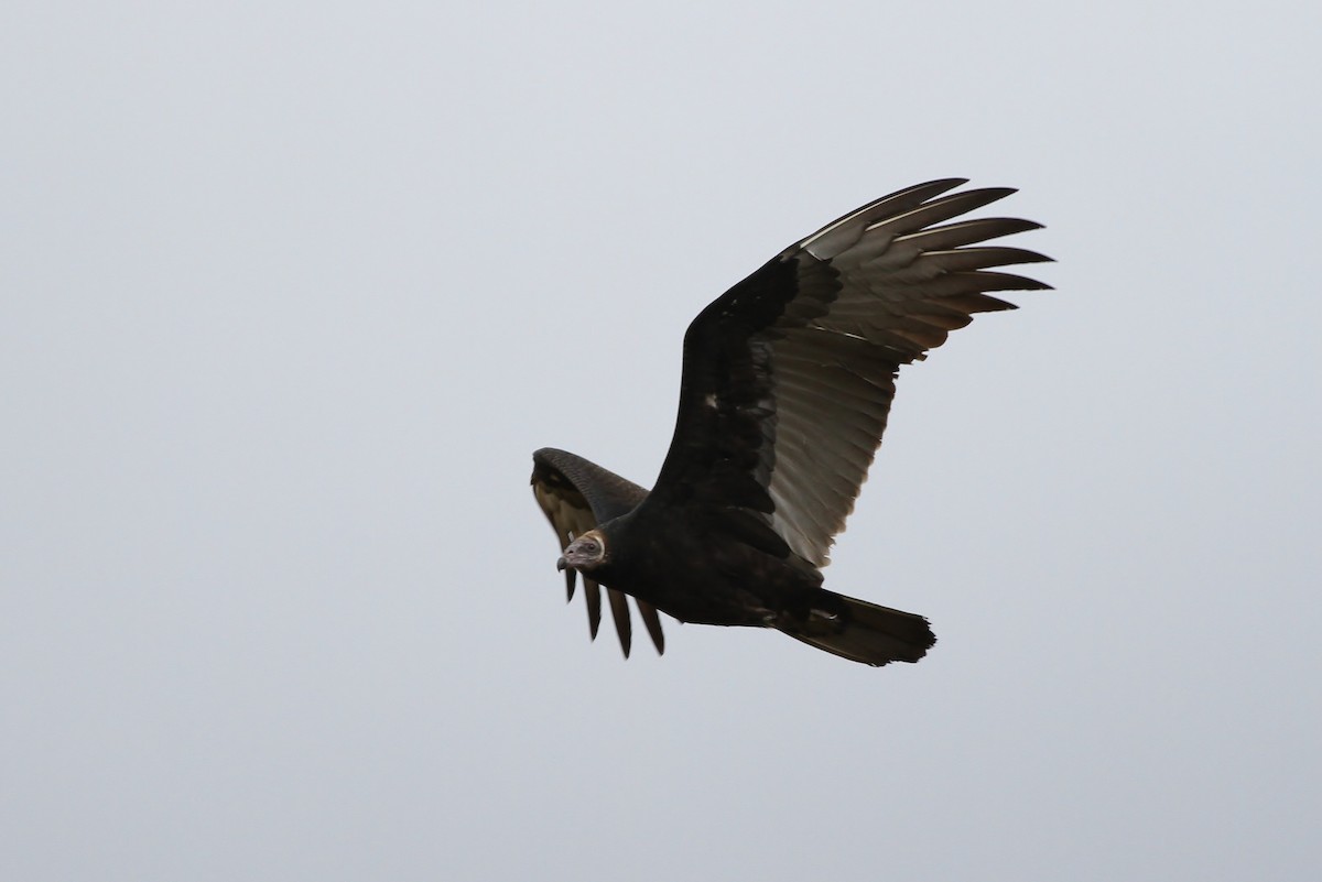 Turkey Vulture - Alex Lamoreaux