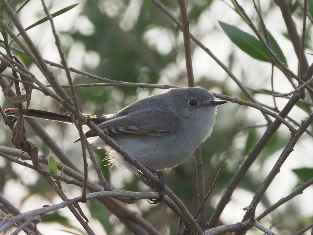 Blue-gray Gnatcatcher (obscura Group) - ML421008141