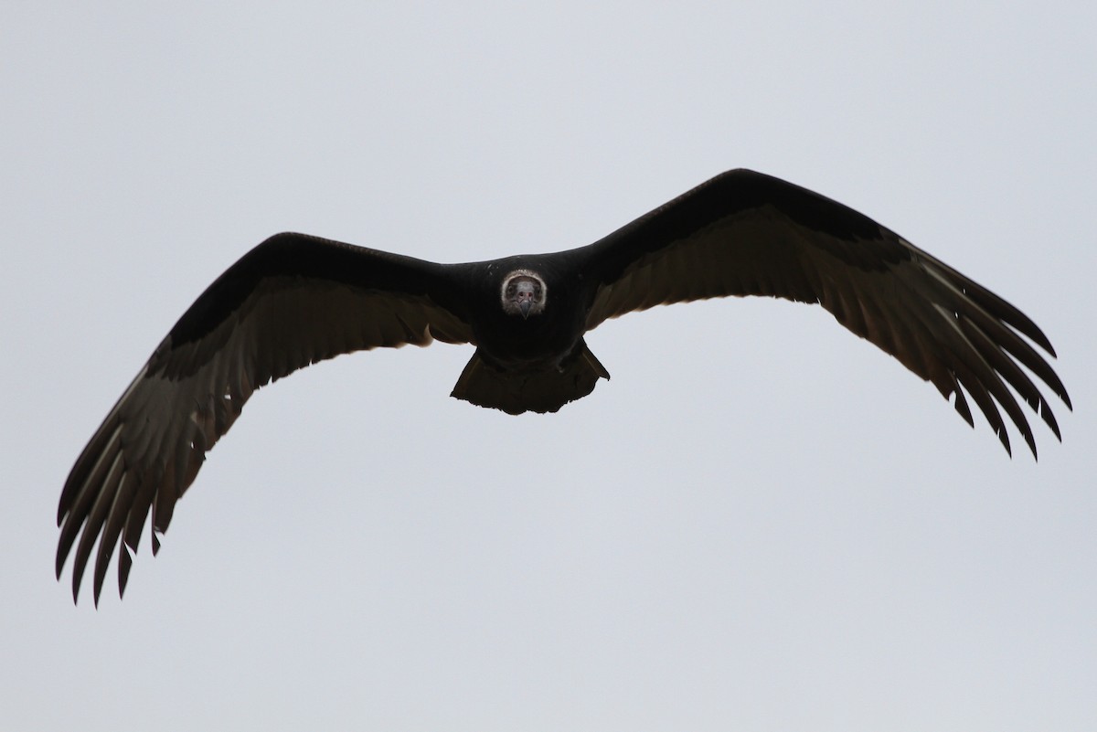 Turkey Vulture - Alex Lamoreaux