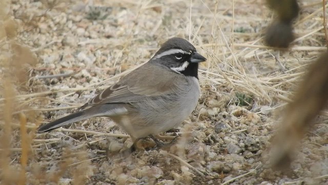 Black-throated Sparrow - ML421009251