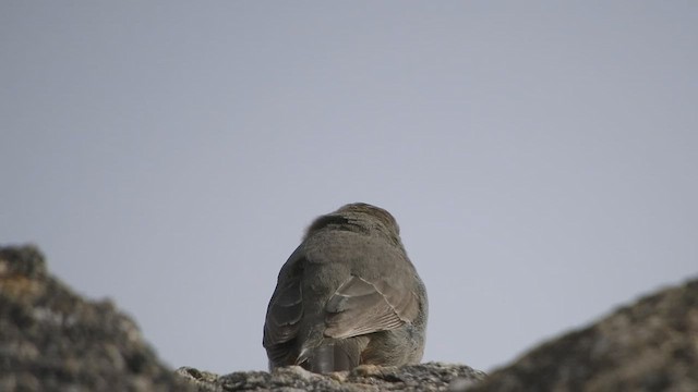 Canyon Towhee - ML421009621