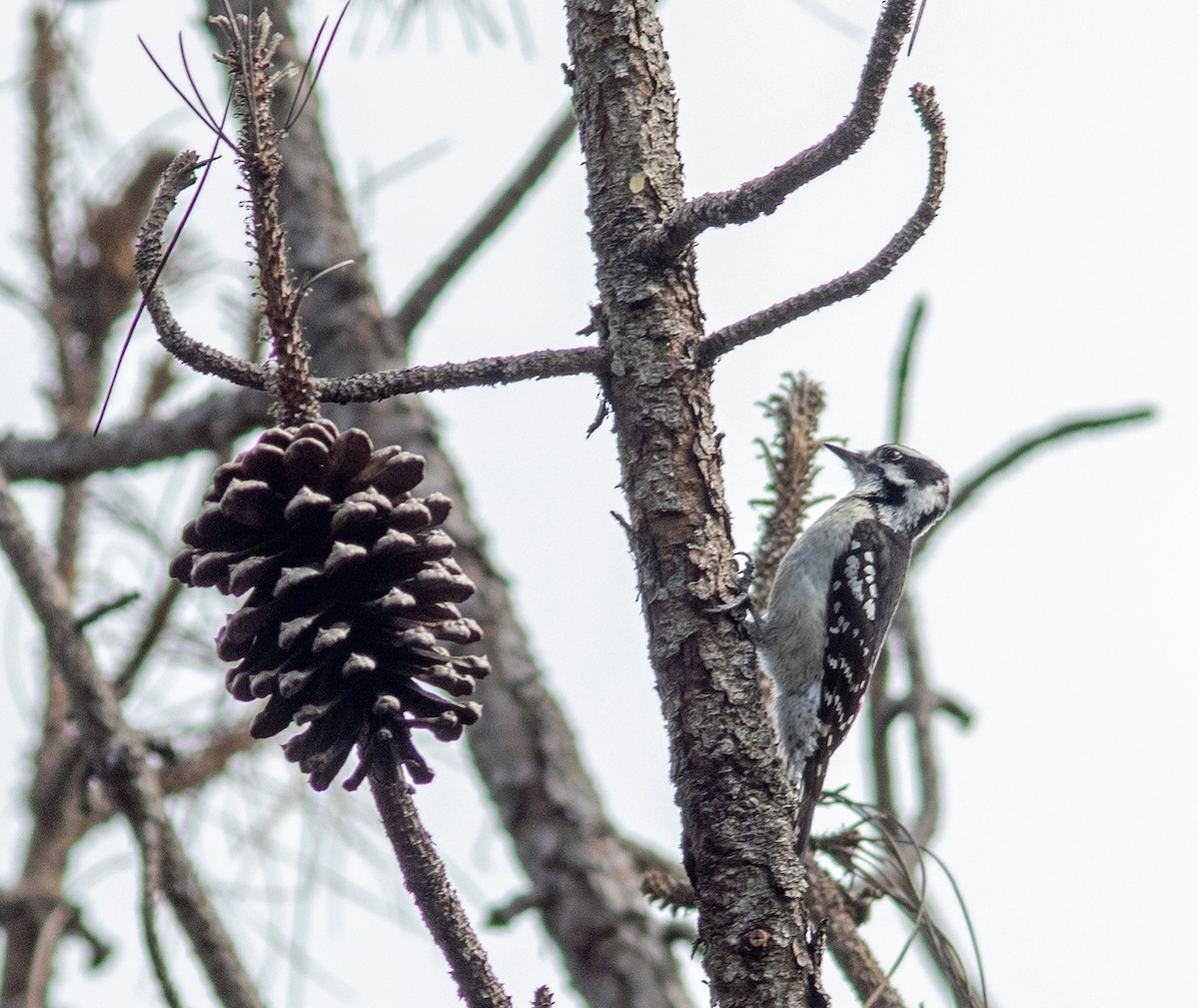 Downy Woodpecker - ML421009811