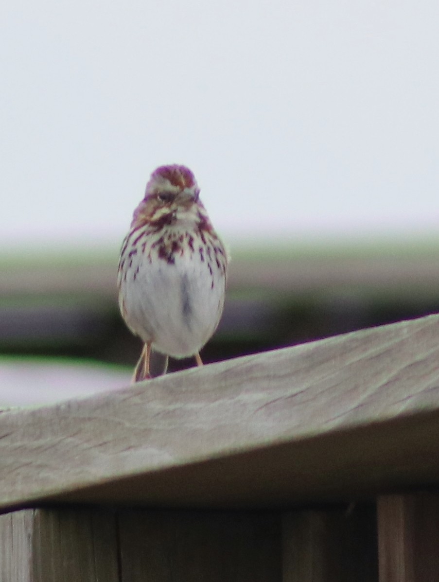 Song Sparrow - ML421010281