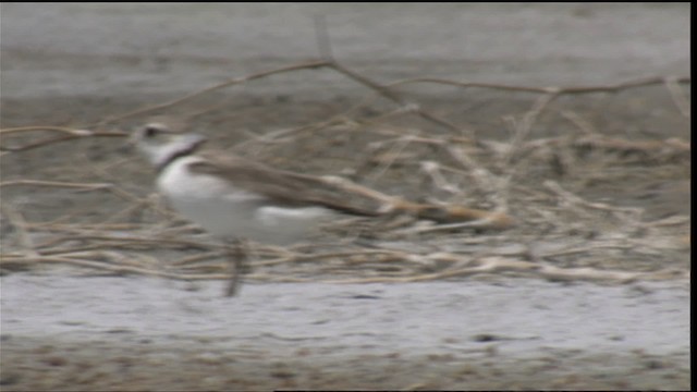 Piping Plover - ML421011
