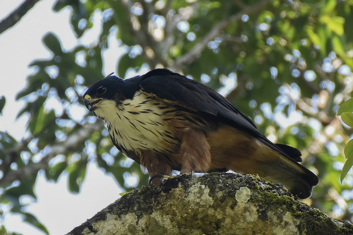 Rufous-bellied Eagle - ML421011121