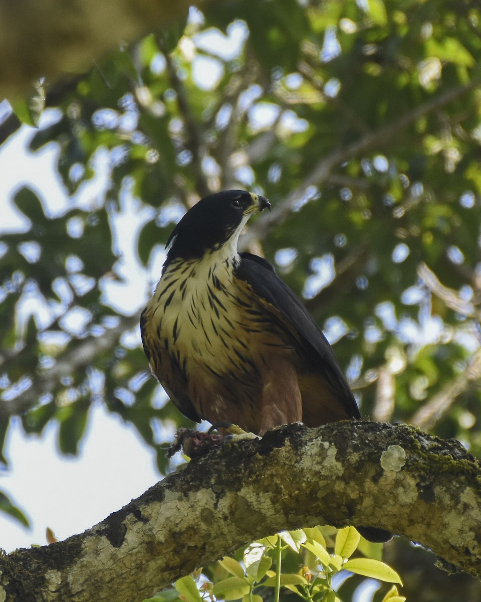 Rufous-bellied Eagle - ML421011131