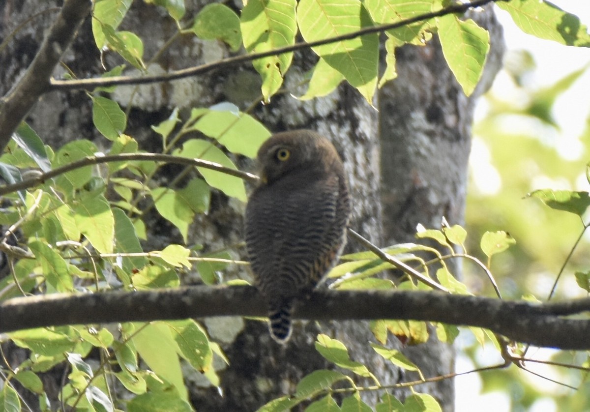 Jungle Owlet - ML421011191