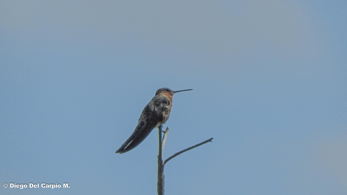 Colibrí Gigante - ML421012401