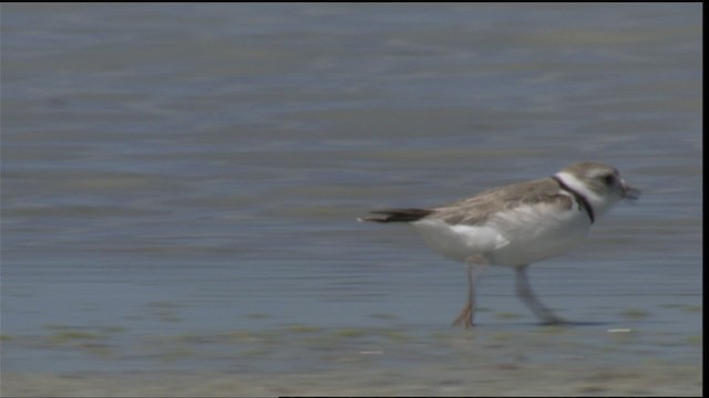 Piping Plover - ML421015