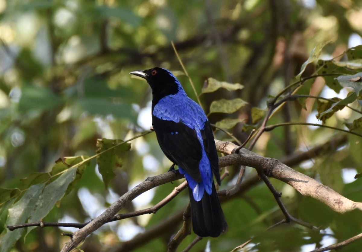 Asian Fairy-bluebird - ML421015091