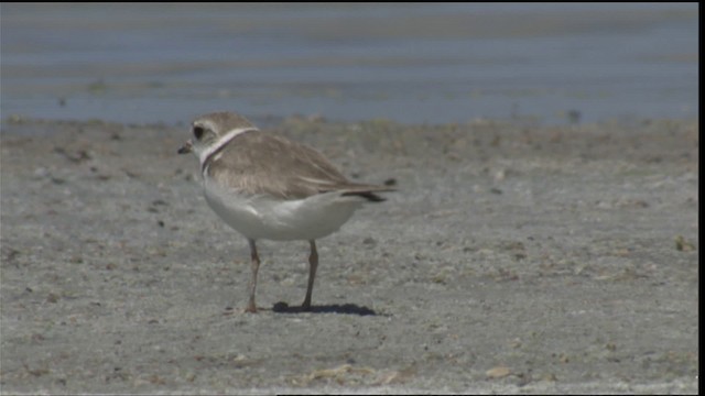 Piping Plover - ML421016