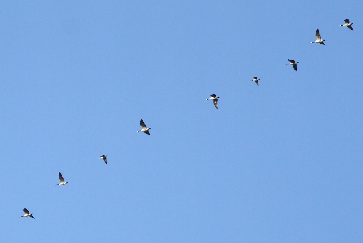 Cackling Goose (Richardson's) - ML42101681