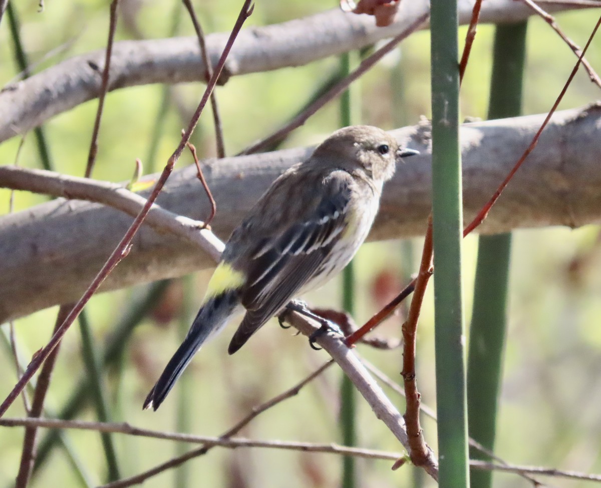 Yellow-rumped Warbler - ML421019581