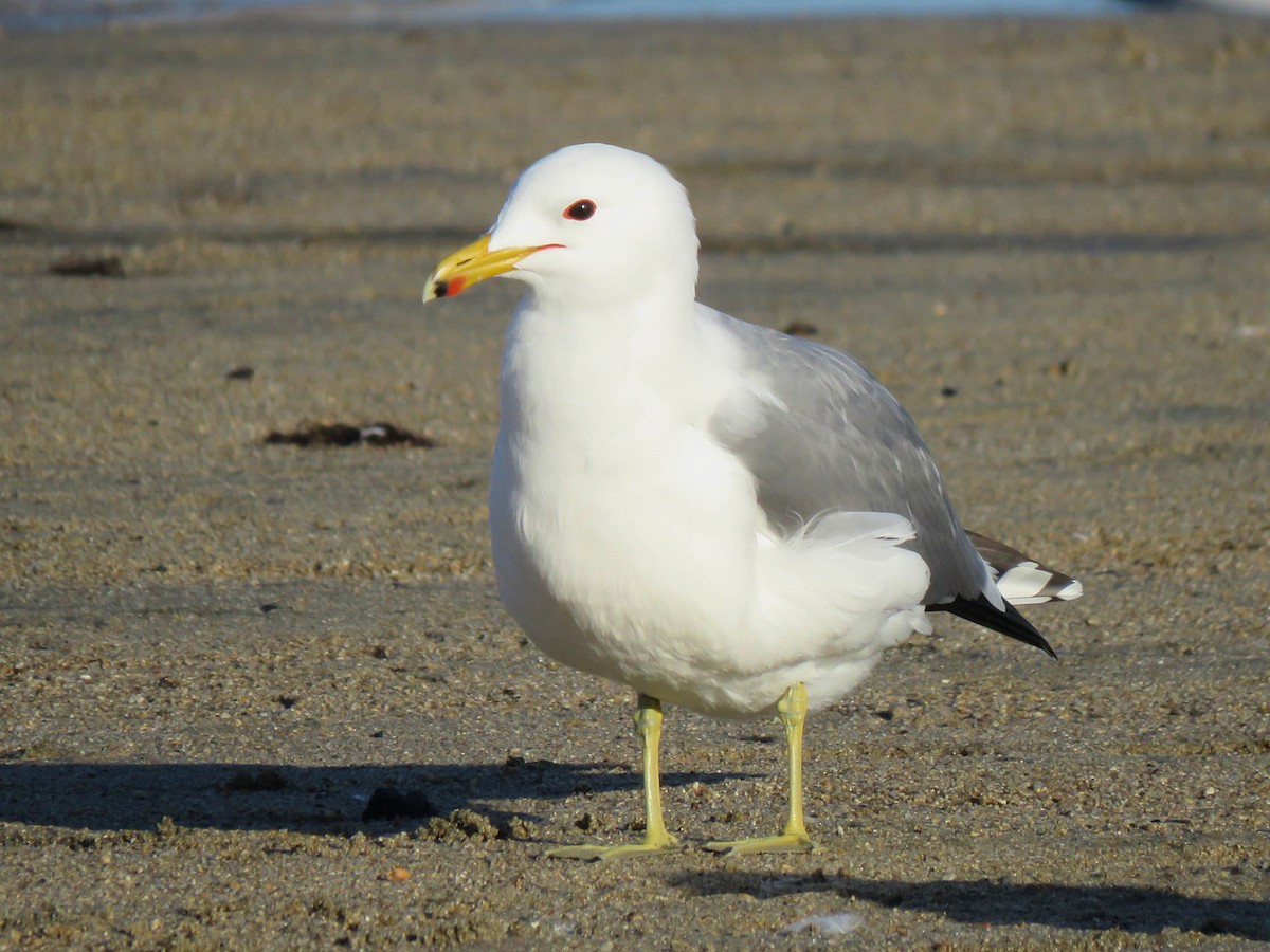 Gaviota Californiana - ML421022031