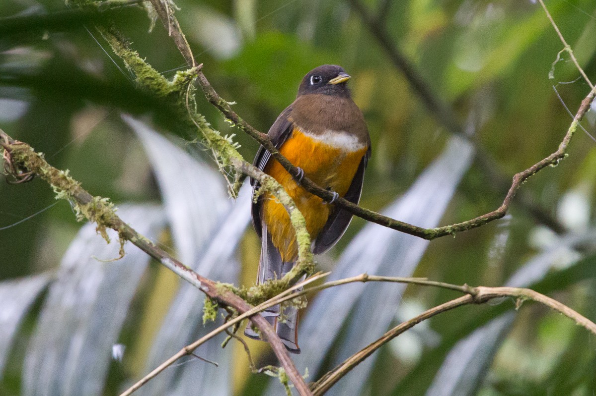 Collared Trogon (Orange-bellied) - Brad Dawson