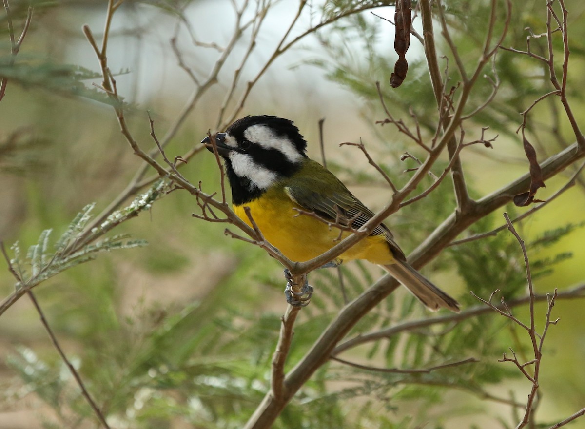 Eastern Shrike-tit - ML42102471